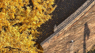 西安：秦岭脚下 银杏满园