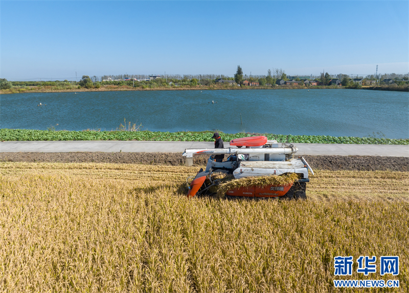 江蘇興化：稻田金黃 豐收在望