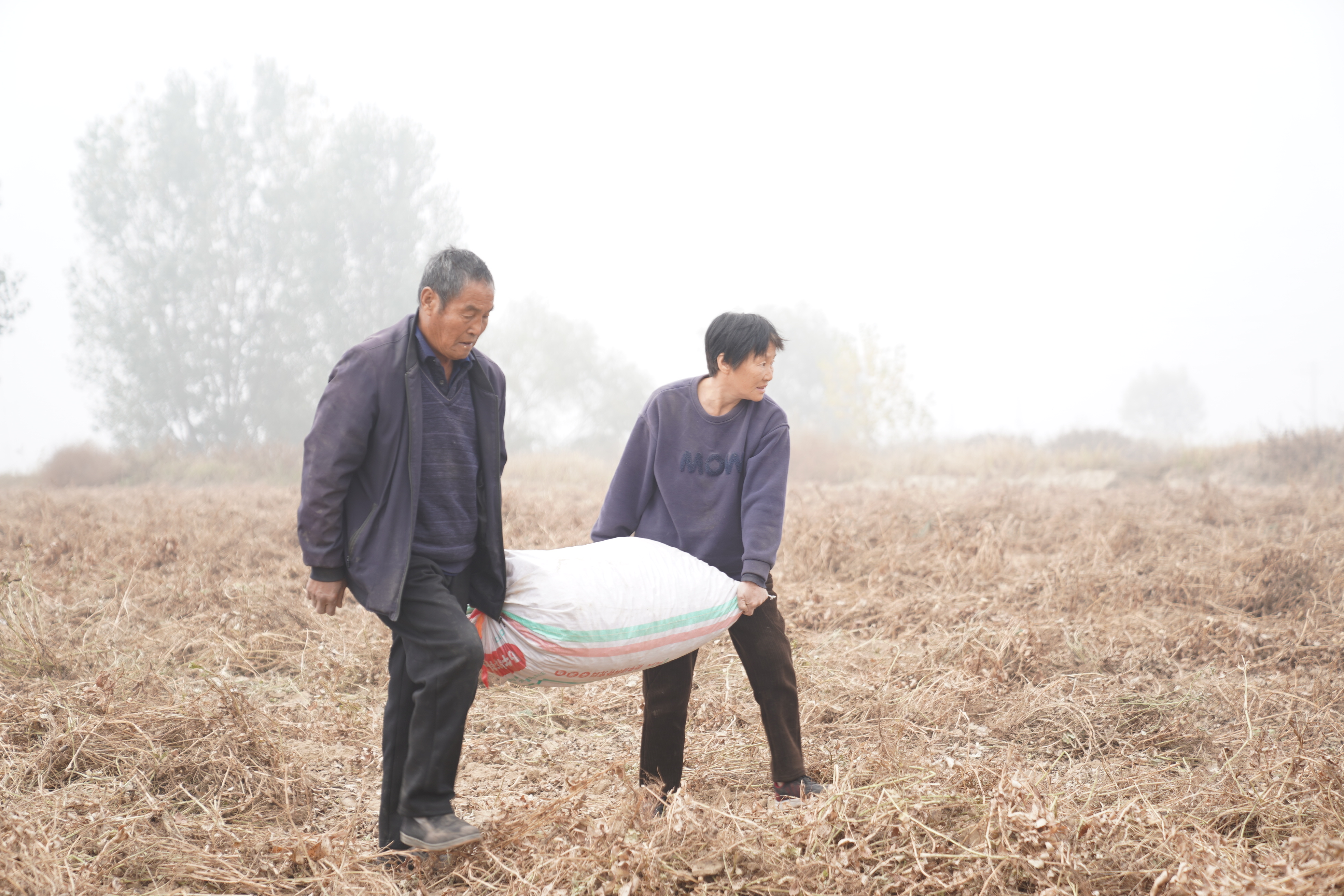 河北邢臺:花生喜豐收 農民采收忙_fororder_2.JPG