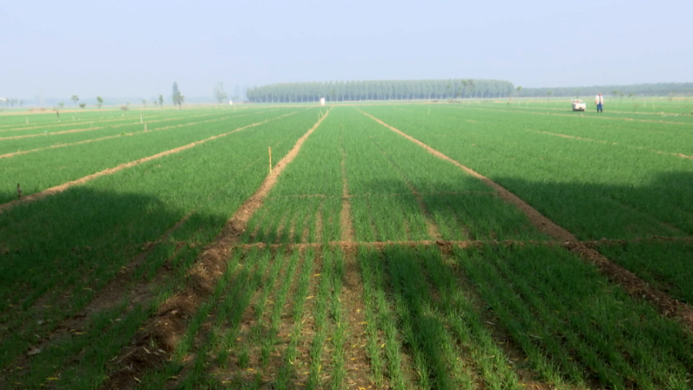 石家庄市鹿泉区：罕见暖冬至 农技专家来支招_fororder_图片7