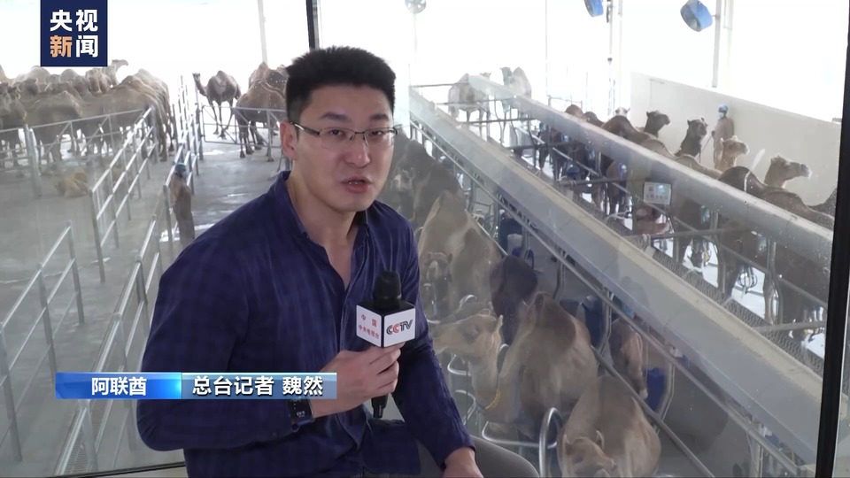 中国大市场 世界大机遇丨沿着“一带一路”而来 骆驼奶是如何炼成的