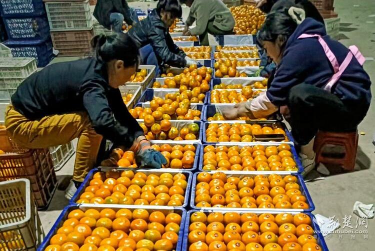 暖心！20万元爱心蜜橘送给武汉特殊群体