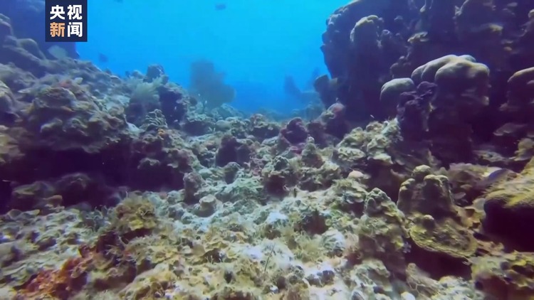 气候变化加海洋污染 阿曼珊瑚礁亟待保护