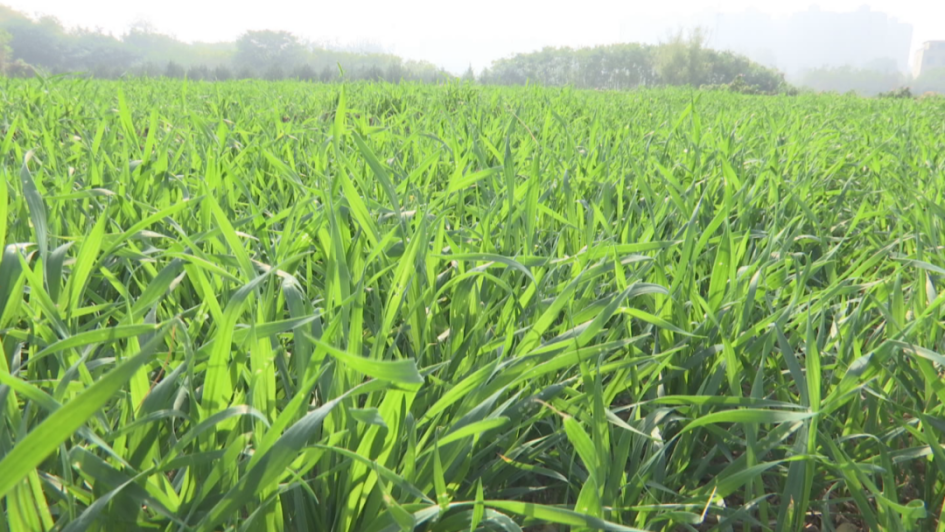 石家庄市鹿泉区：罕见暖冬至 农技专家来支招_fororder_图片6