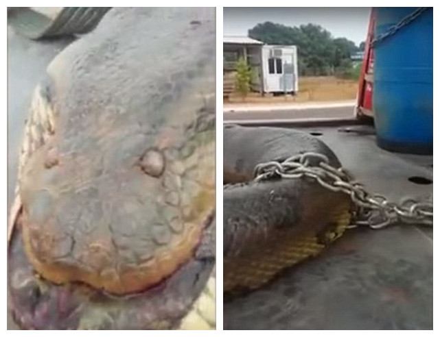 巴西建筑工地发现超大蟒蛇 体长10米重800斤(组图)