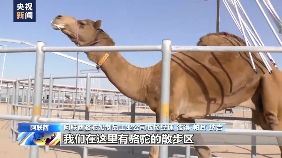 中国大市场 世界大机遇丨沿着“一带一路”而来 骆驼奶是如何炼成的