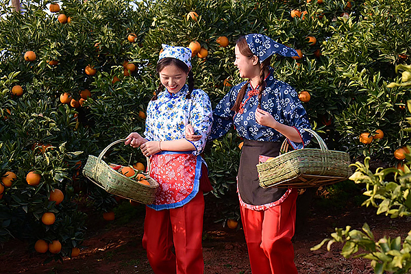 成都金堂县乡村振兴田园综合体“中国橘乡·天府城市果园”开园_fororder_采摘橘子现场-供图-金堂县委宣传部