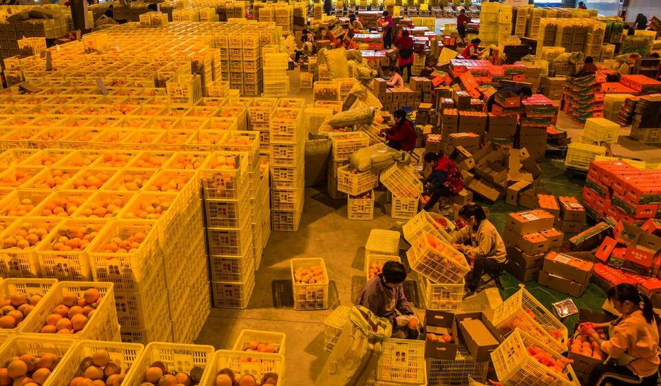 秭归冬季脐橙丰收上市采销忙