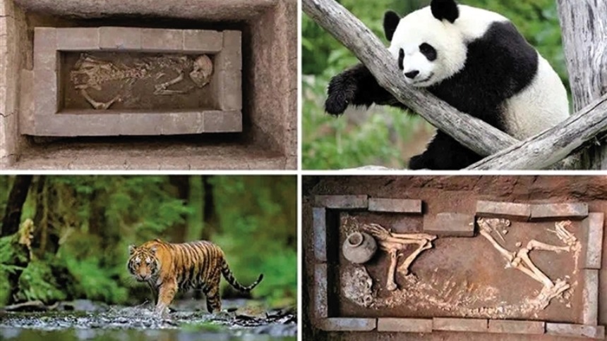 漢文帝霸陵動物殉葬坑入選2023世界十大考古發現_fororder_微信圖片_20231207091319