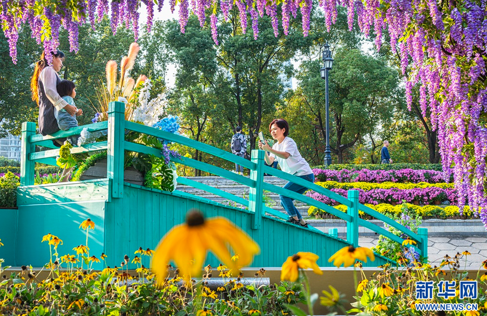 武汉：秋花烂漫 赏花正当时