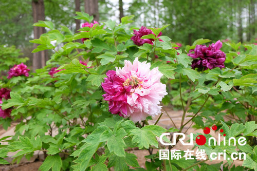 古都花海迎宾朋 第36届中国洛阳牡丹文化节4月5日至5月5日举办