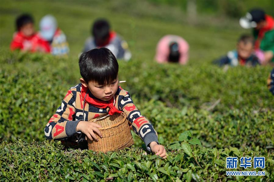 湖北保康：採春茶 學農事