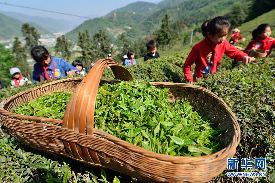 湖北保康：採春茶 學農事