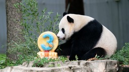 （转载）旅美大熊猫“美香”一家飞抵成都 最快12月与公众见面