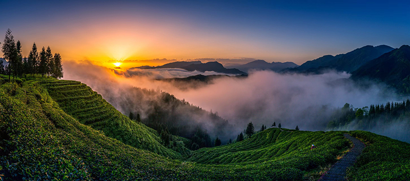 眉山洪雅瓦屋山镇：农文旅融合 绘就乡村振兴新图景_fororder_复兴村茶山-摄影-杨晓川