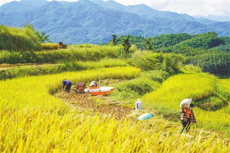五指山市牙胡梯田金色稻浪映丰收