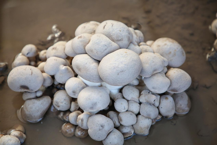 沧州中捷：灵芝菇长出盐碱地综合利用新“秘方”_fororder_图片11