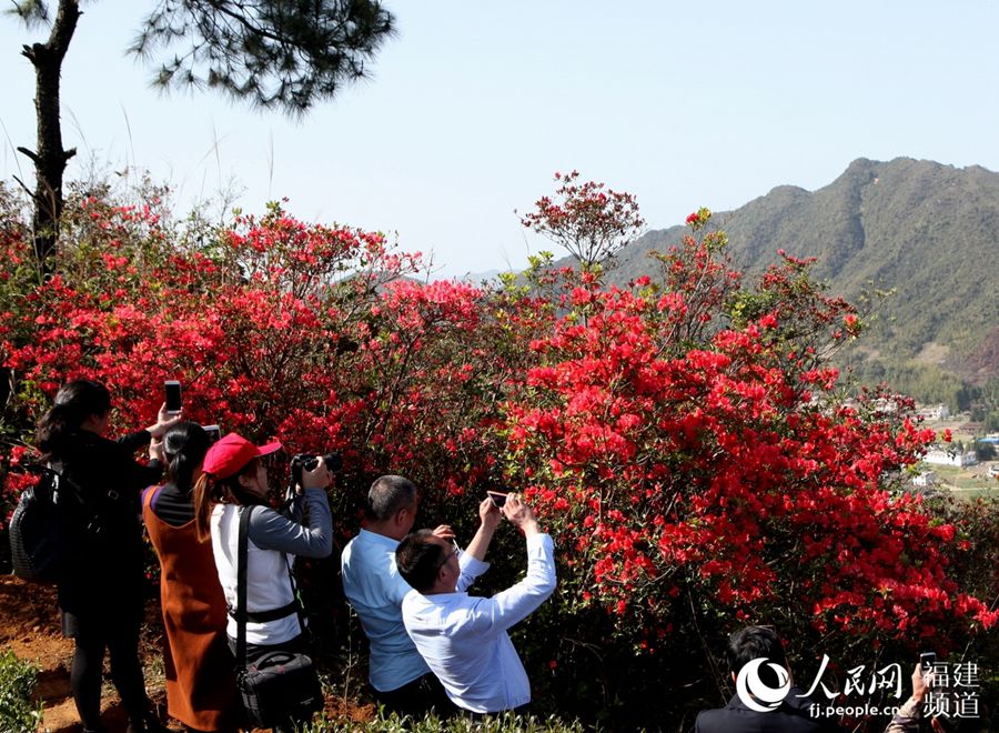 漳州華安：10公里野杜鵑花姹紫嫣紅迎來最佳賞花期