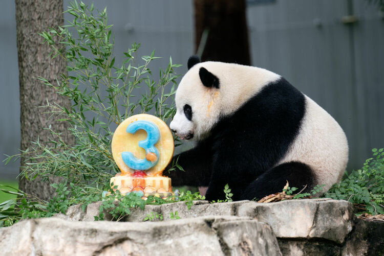 （转载）旅美大熊猫“美香”一家飞抵成都 最快12月与公众见面