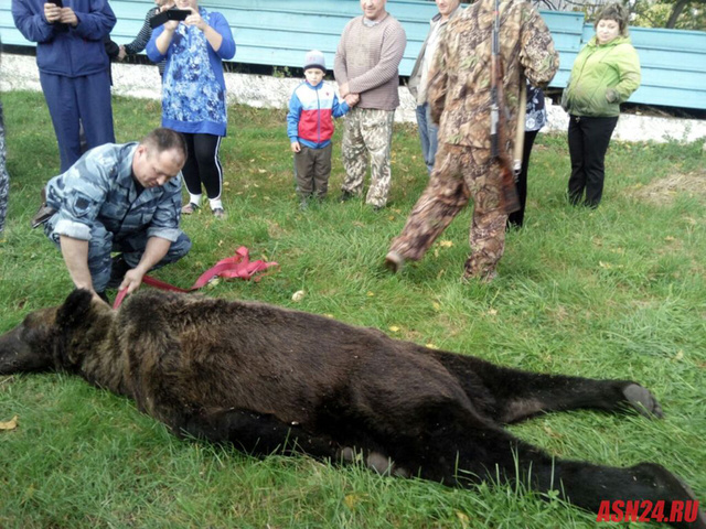棕熊闯俄罗斯校园被击毙校方允许学生围观尸体组图