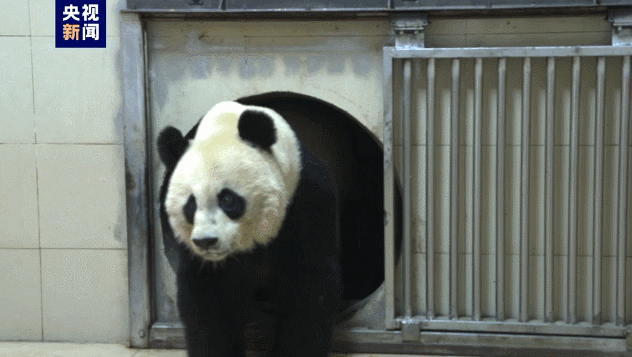 顺利回家！大熊猫“美香”一家正在适应新环境新生活