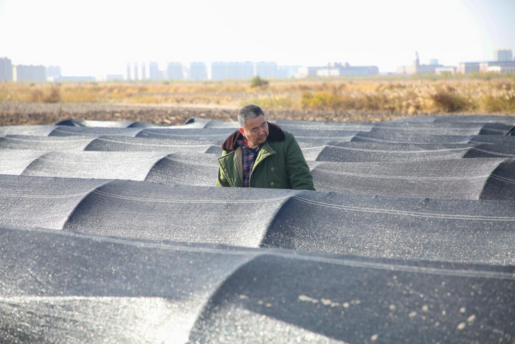 沧州中捷：灵芝菇长出盐碱地综合利用新“秘方”_fororder_图片13