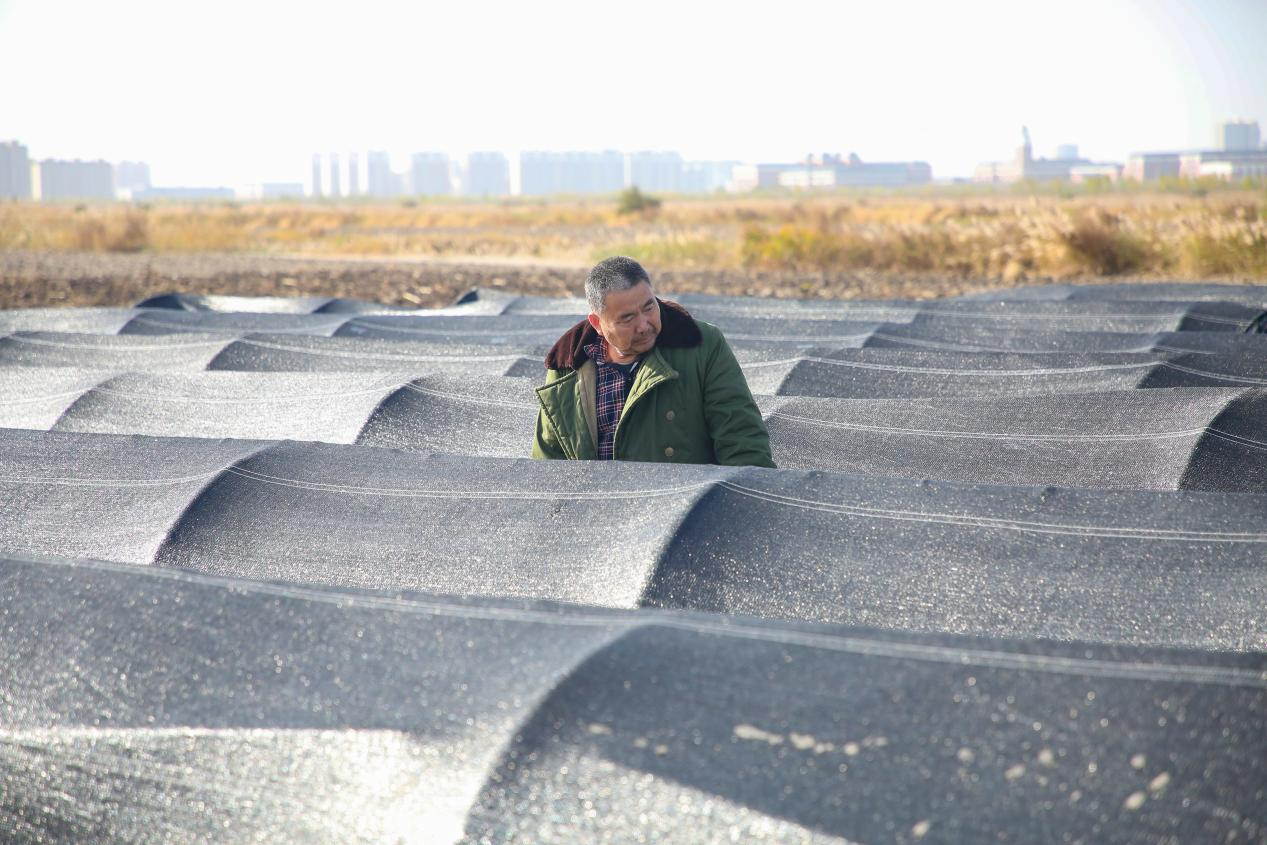 沧州中捷：灵芝菇长出盐碱地综合利用新“秘方”_fororder_图片13