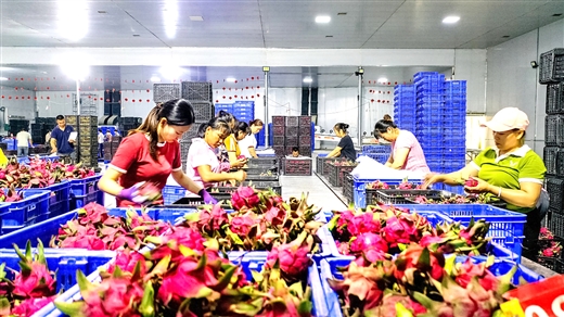 “三品一标”强品质 发挥特色创品牌 ——看南宁火龙果产业如何实现高质量发展