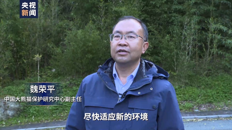 顺利回家！大熊猫“美香”一家正在适应新环境新生活