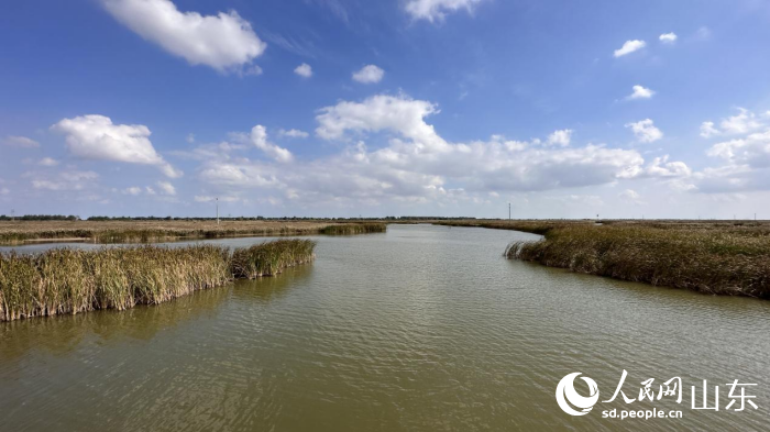 在黄河入海口，聆听生态保护和高质量发展足音