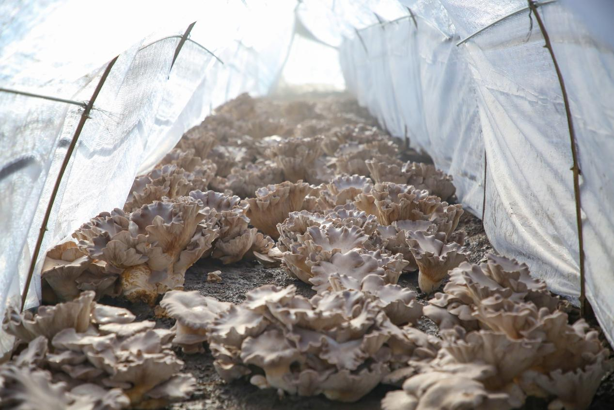 沧州中捷：灵芝菇长出盐碱地综合利用新“秘方”_fororder_图片10