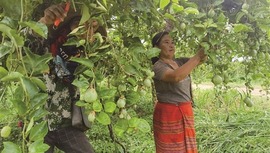 依托广西优势深耕老挝农业 ——广西老乡在老挝的创业故事