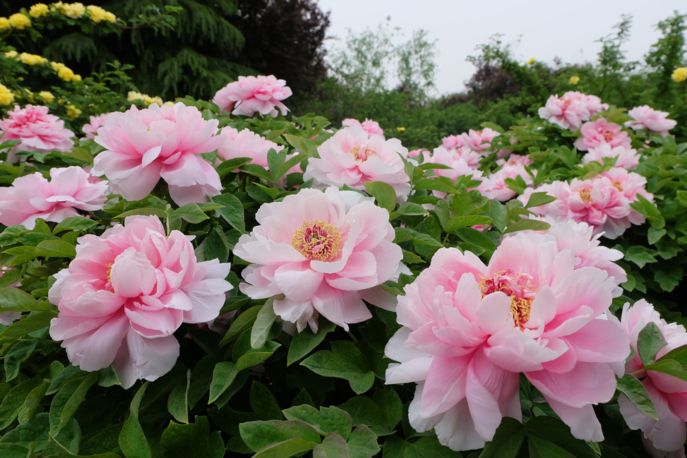 四月裏去洛陽賞花遊園_fororder_08