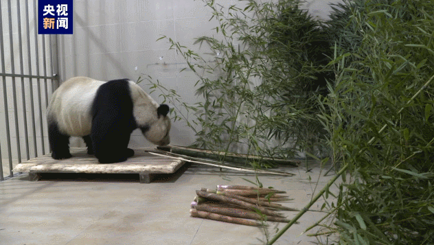 顺利回家！大熊猫“美香”一家正在适应新环境新生活