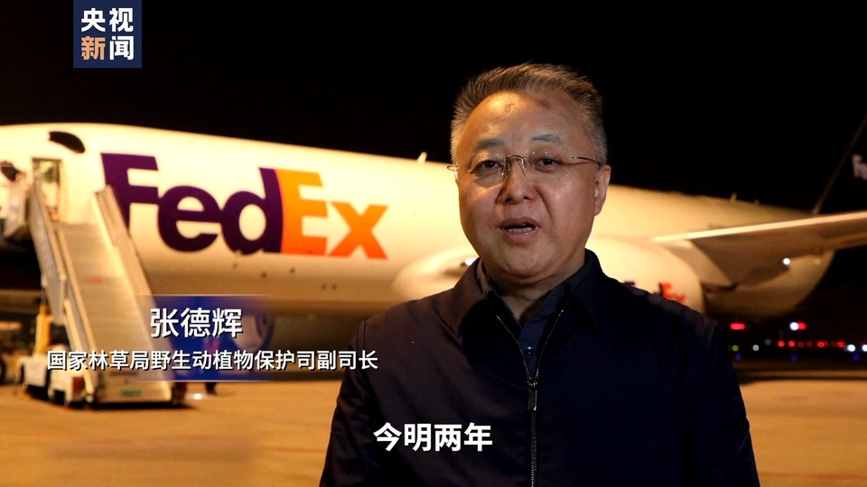 顺利回家！大熊猫“美香”一家正在适应新环境新生活