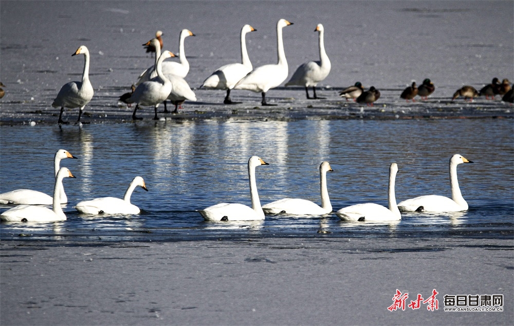 張掖濕地公園迎來白天鵝觀賞季_fororder_2