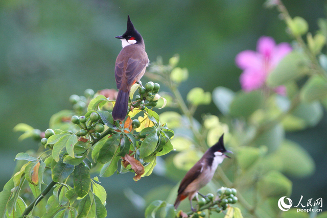 厦门“美人树”初冬如约绽放 朵朵粉花醉人心