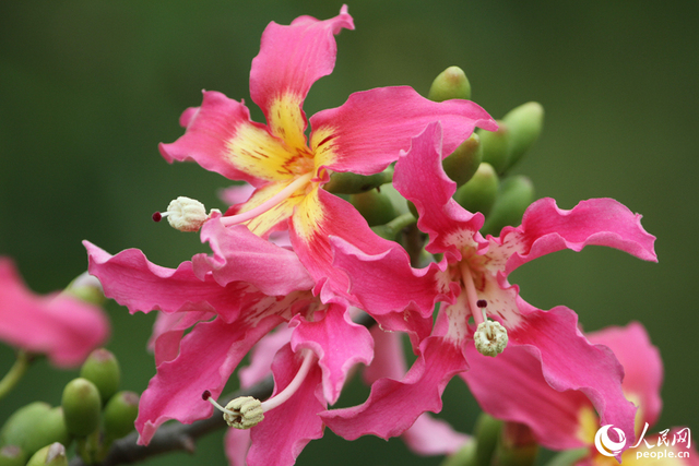 厦门“美人树”初冬如约绽放 朵朵粉花醉人心