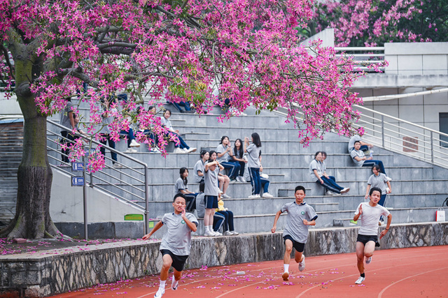 厦门“美人树”初冬如约绽放 朵朵粉花醉人心