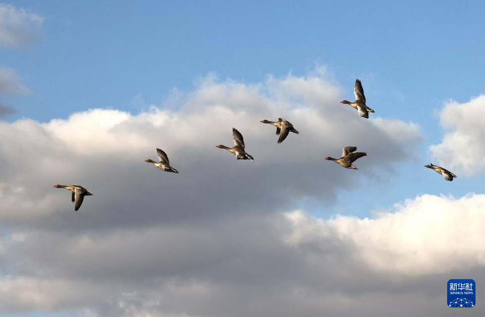 山东黄河三角洲国家级自然保护区迎来大批越冬候鸟