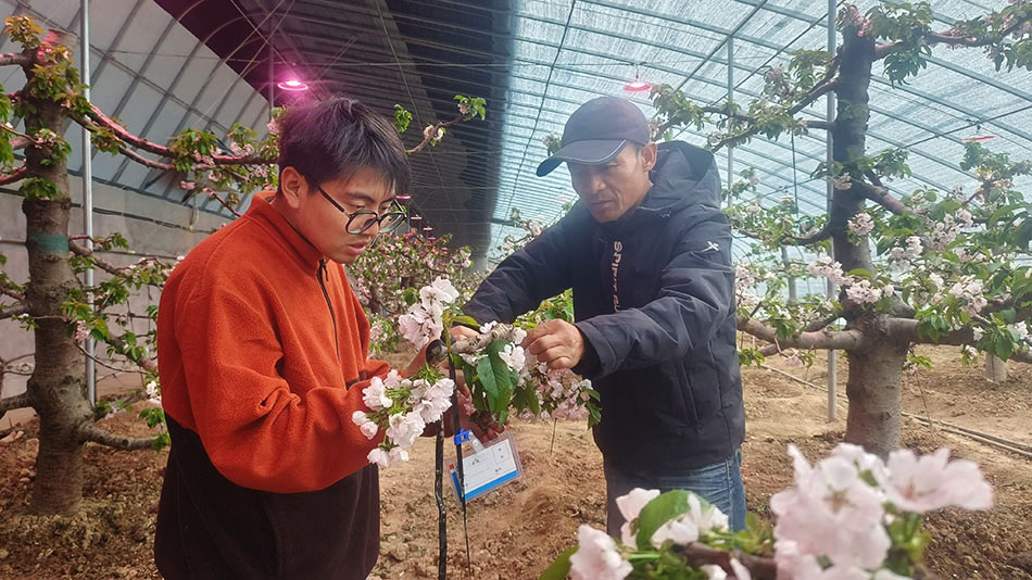 甘肅天水：空調大棚讓秦州大櫻桃“早睡早起”一路領“鮮”_fororder_圖片11