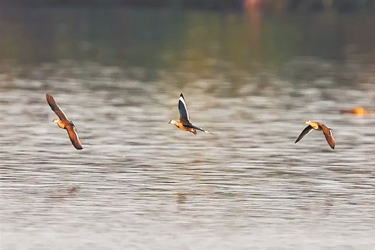 “世界上最小的鴨子”現身海珠濕地_fororder_11059167_zhanghl_1699791998498_s