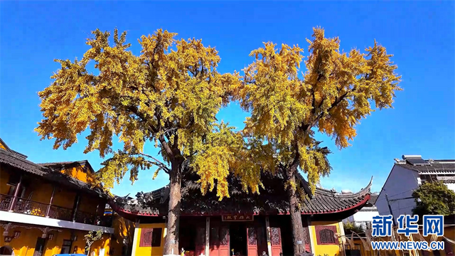 江苏苏州：三百多岁古银杏迎来最佳观赏期