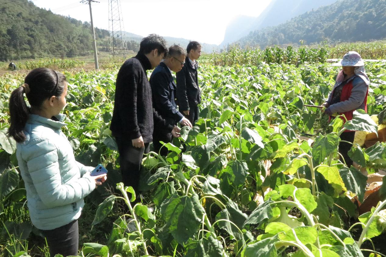 广西环江：油葵喜丰收 村民笑开颜_fororder_图片3