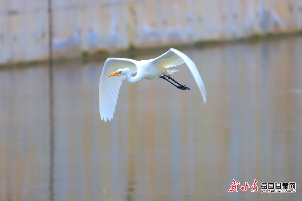 通渭牛谷河畔迎来候鸟观赏季_fororder_3