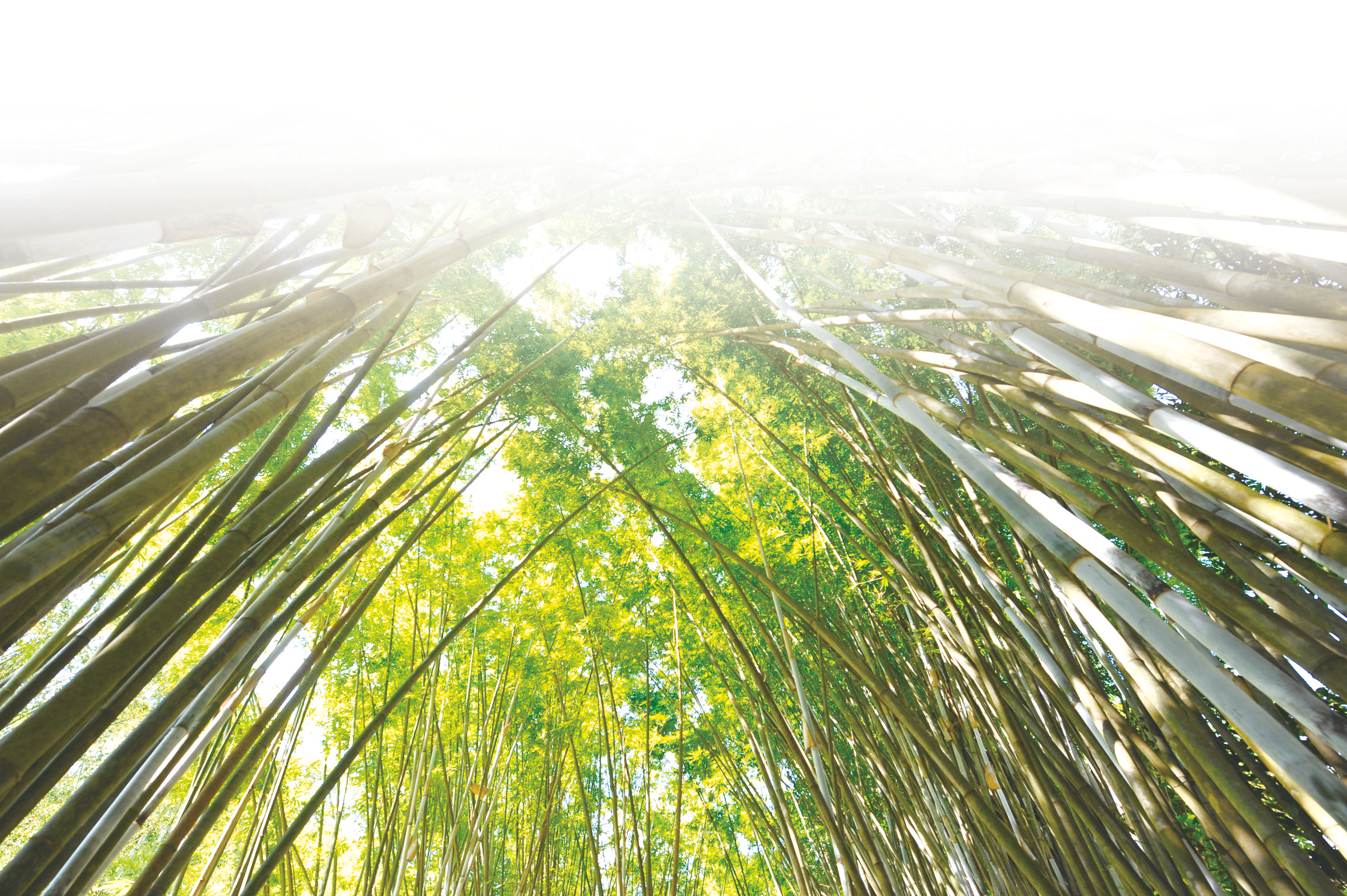 竹键盘、竹鼠标……市场上的竹制品越来越多“以竹代塑”离我们有多远？难在哪？