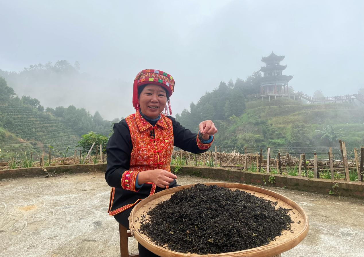 广西梧州：高山云雾孕育六堡茶香_fororder_图片2