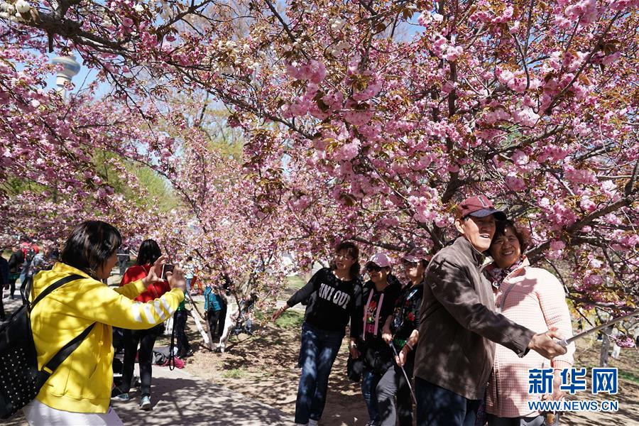 北京玉渊潭公园晚樱相继绽放