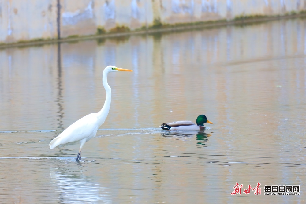 通渭牛谷河畔迎来候鸟观赏季_fororder_2