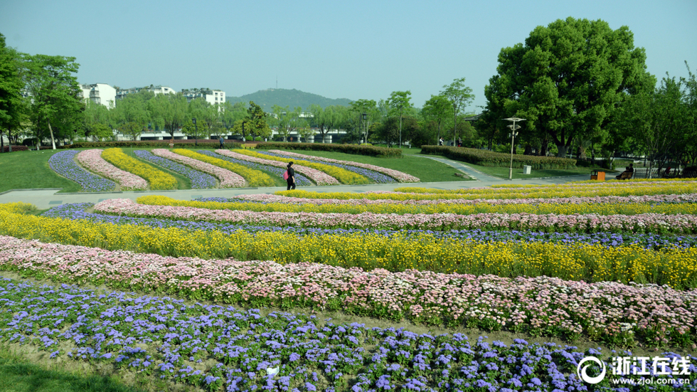 蕭山：鮮花綢帶滿園春